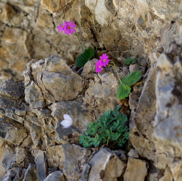 Primula minkwitziae 